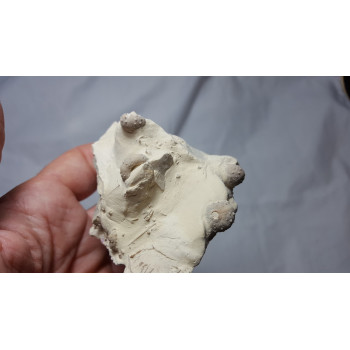 Fossils (6)