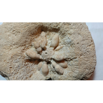 Fossils (6)